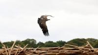 I looked a vulture in the eye as spectacular Kynren show took my breath away from the start