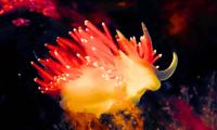 Tiny red creature measuring just 0.16 inches was discovered by chance in Cuba, and 25 years later it is linked to the 2026 World Cup