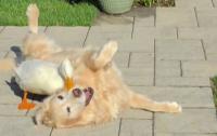 Quack doctor helps golden retriever recover from depression