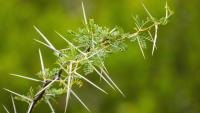 Trees still carry defenses against giant animals that vanished thousands of years ago