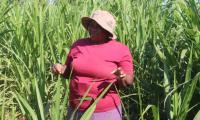 How Magic Grass Is Transforming Farmers’ Lives in Zimbabwe