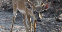 Florida attorney general targets illegal hunting with felony penalties