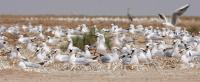 Expert urges society to reconnect with Kuwait’s natural heritage
