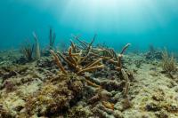 Scientists race to save Florida’s coral reef as El Niño heats the ocean
