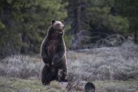 Bear Attacks Cyclist Near Martin, Leaving him Injured