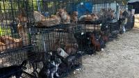 Kentucky rescuers rush to save 244 dogs from a 'horrible breeding situation'