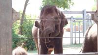 Oklahoma City Zoo's endangered elephant Kai is pregnant, first calf due in 2027