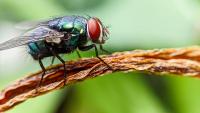 Texas shelter pet transports cut in half as flesh-eating fly restrictions spread