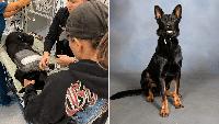 Florida sheriff's K9 loses leg after being shot during confrontation with wanted suspect