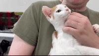 PAWS and Pamlico County Library team up for cat adoption pop-up in Bayboro
