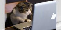 CatVideoFest 2026 returns to the Speed Art Museum to support local feline welfare