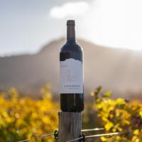 Steenberg wines recognised at IWSC 2026