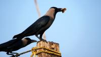 Indian House Crows confirmed in Nairobi spark alarms for native birds, airports