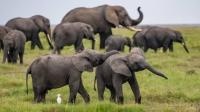 Nigeria’s last elephants fight for survival
