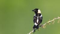 More than half of Earth’s migratory bird species are declining — here’s how we can save them