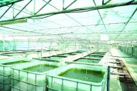 Farming pilots to diversify Oman’s food economy