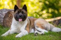 25 dog breeds and the surprising jobs they were bred for—1 was designed to protect a tax collector