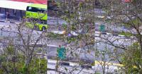 Hundreds Of Green Parrots Turn A Singapore Bus Stop Into An Evening Spectacle