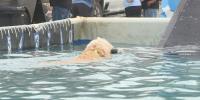 DockDogs and dog families return to Scheels in Sioux Falls