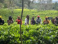 Farmer-owned tea factory opens global markets for locals