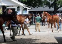 “It’s Saratoga Pixie Dust”: the Fasig-Tipton Saratoga Sale Buzzing after Star-filled Saturday