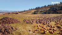 Revealed: the ancient Andean secrets behind Peru’s vibrant potato varieties