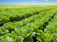 Scientists grow real meat protein inside lettuce leaves, using cow and pig genes