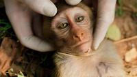 This scientist quit her job in animal testing to fight for monkeys caged in the labs