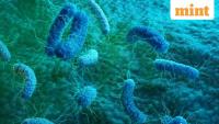 Salmonella scare: USDA alerts consumers over meat, poultry products containing recalled jalapeños