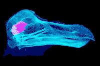 Turns out, dodos probably weren’t so daft after all
