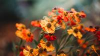 Gardeners Are Planting These 6 Flowers Right Now for Stunning Fall Color