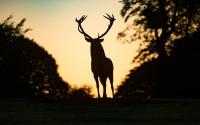 Book Review: How Wildlife Is Returning to the East