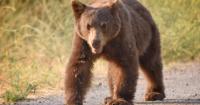 University Bans Bear Butchering After Student Dorm Carve-Up