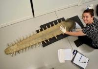 How Historic Sawfish Collections Changed Conservation