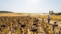 Drought in France: 67 departments at risk