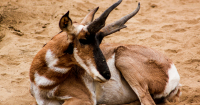 University of Wyoming releases documentary on pronghorn conservation