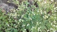 From US wheat to India’s fields: How ‘gajar ghas’ became an invasive weed nightmare