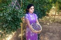 Xinjiang focuses on future of local plum industry