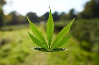 Trulieve Cannabis: First NYSE-Listed Cannabis Stock Is A Buy
