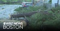 Macroburst brings down dozens of trees in Springfield, Massachusetts