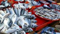 Fish prices up