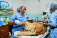 Inside Kigali’s specialised hospital for dogs and cats