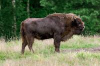 Bison Knocks Tourist to the Ground After He Gets ‘Too Close’ to the Animal