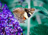 Butterflies are on the move as the planet warms