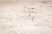 Federal Government Weakens Habitat Protections Under Endangered Species Act