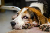 Can You Legally Bury Your Pet in Your Backyard in Michigan?