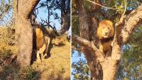 Lion climbs a tree above tourists in a rare South African safari sighting