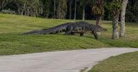 A nearly 3-meter alligator bites a woman while she was swimming in a river in Florida