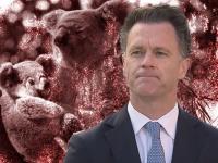 Forest carbon scheme puts Great Koala National Park at risk