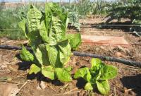 Don’t put away the garden gloves yet — you can still plant in Idaho